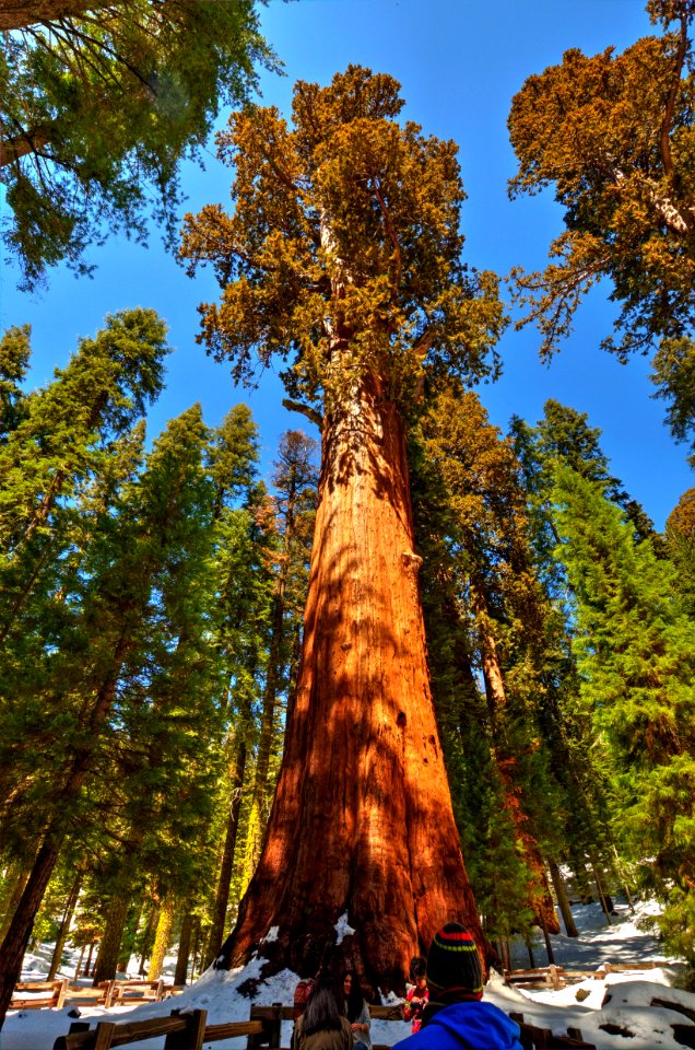 Sequoia NP - Gen. Sherman