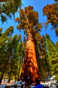 Sequoia NP - Gen. Sherman