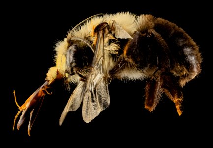 Anthophora abrupta, M, Side,PG county, MD 2014-01-30-10.33.18 ZS PMax photo