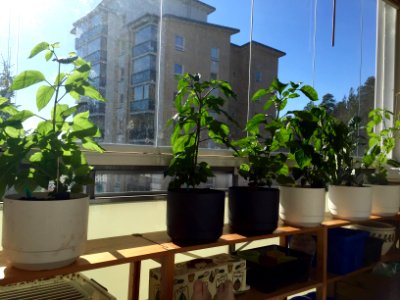Plants of 2015 have moved outside.