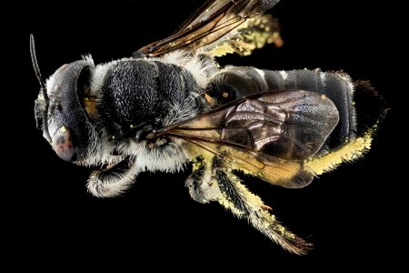 Lithurgus gibbosus, F, back, NC, Moore County 2013-09-26-16.07.03 ZS PMax