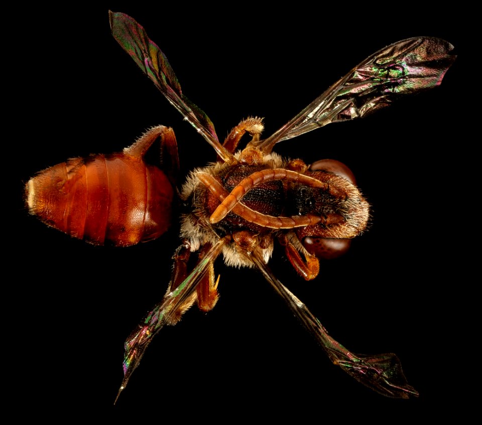 Nomada bidentate group, back, Maryland, PG county 2016-06-27-15.50