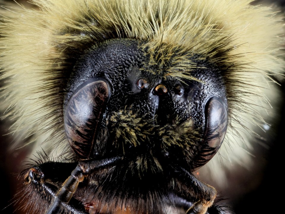 Bombus citrinus, Male, Face, Cecil County,MD 2013-11-14-09.29.06 ZS PMax