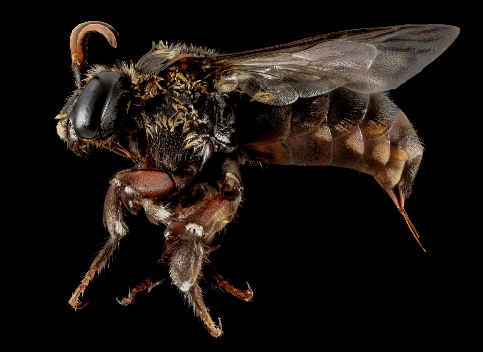 Mesoplia aff rufipes, F, Side, Puerto Rico, Boqueron 2014-09-26-09.45.54 ZS PMax