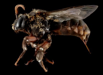 Mesoplia aff rufipes, F, Side, Puerto Rico, Boqueron 2014-09-26-09.45.54 ZS PMax