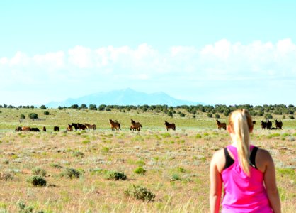 Day 4: Wildhorses photo