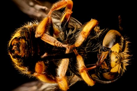 Anthidium oblongatum, Gynandromorph, Tip of Abdomen, Bottom 2014-11-24-16.34.40 ZS PMax