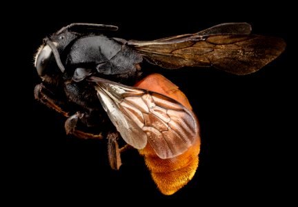 bee 19992, f, angle, kenya 2014-08-07-14.44.23 ZS PMax