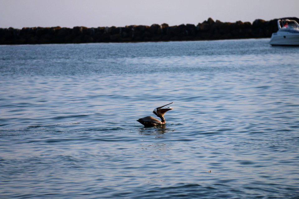 California brown pelican is photographed having a meal during the annual California Brown Pelican Survey.