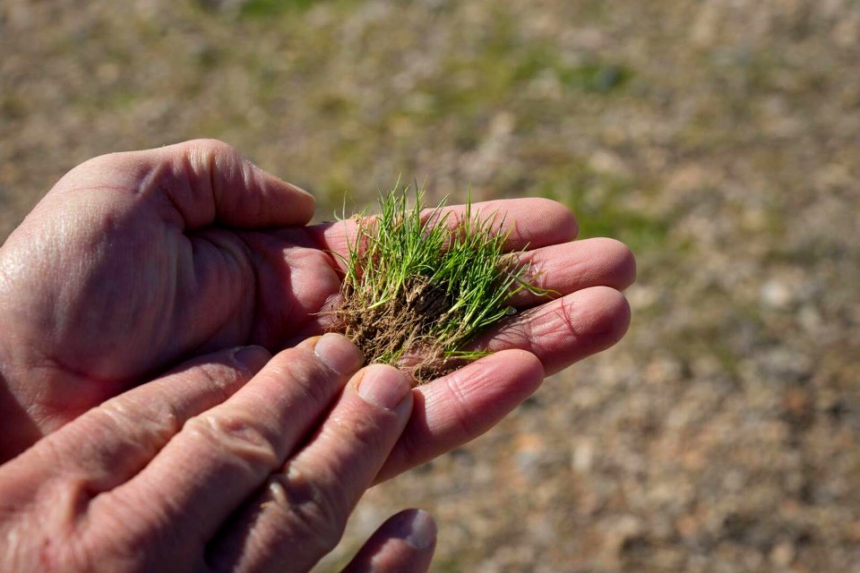Red brome