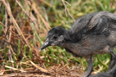 Endangered Ridgway's rail captive-bred chicks photo