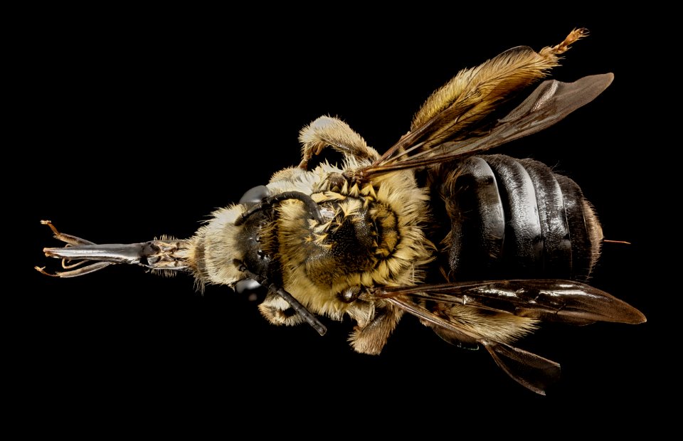 Eucera dubitata, f, ga,baker, back 2015-01-08-16.00.12 ZS PMax