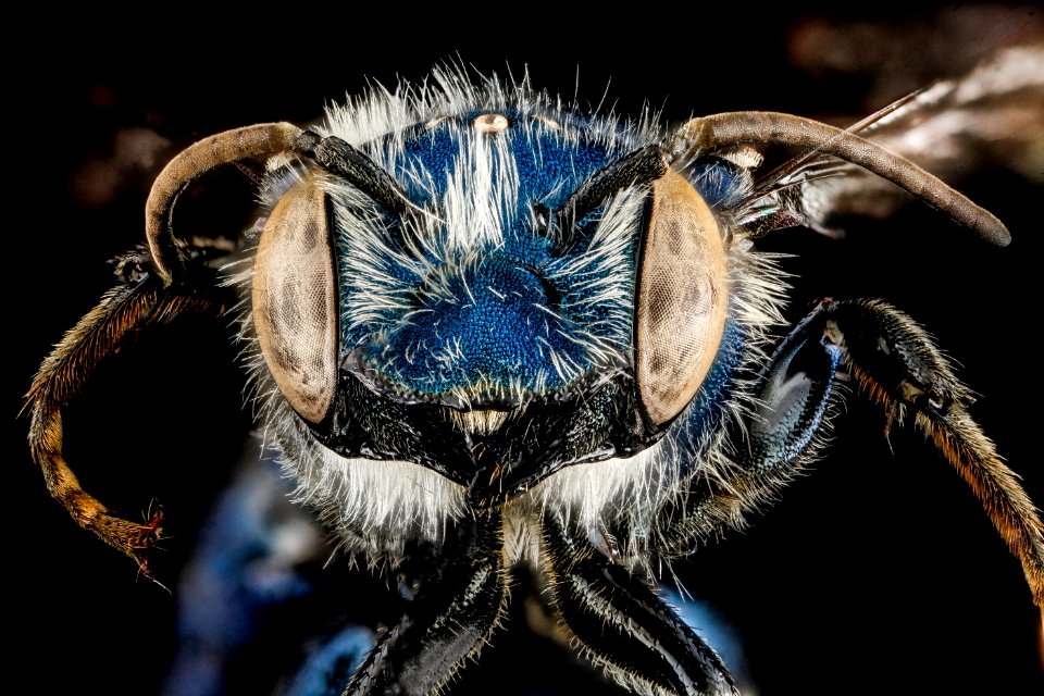 Osmia chalybea, M, face, Georgia, Camden County 2013-01-10-15.08