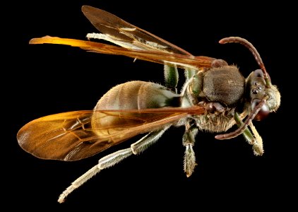 Melanempis scoliiformis,f, madagascar, back 2014-10-11-18.19.16 ZS PMax
