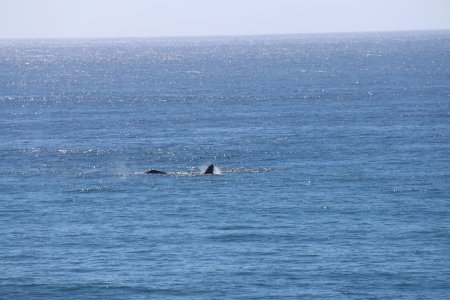 Humpback whales along Big Sur coastline