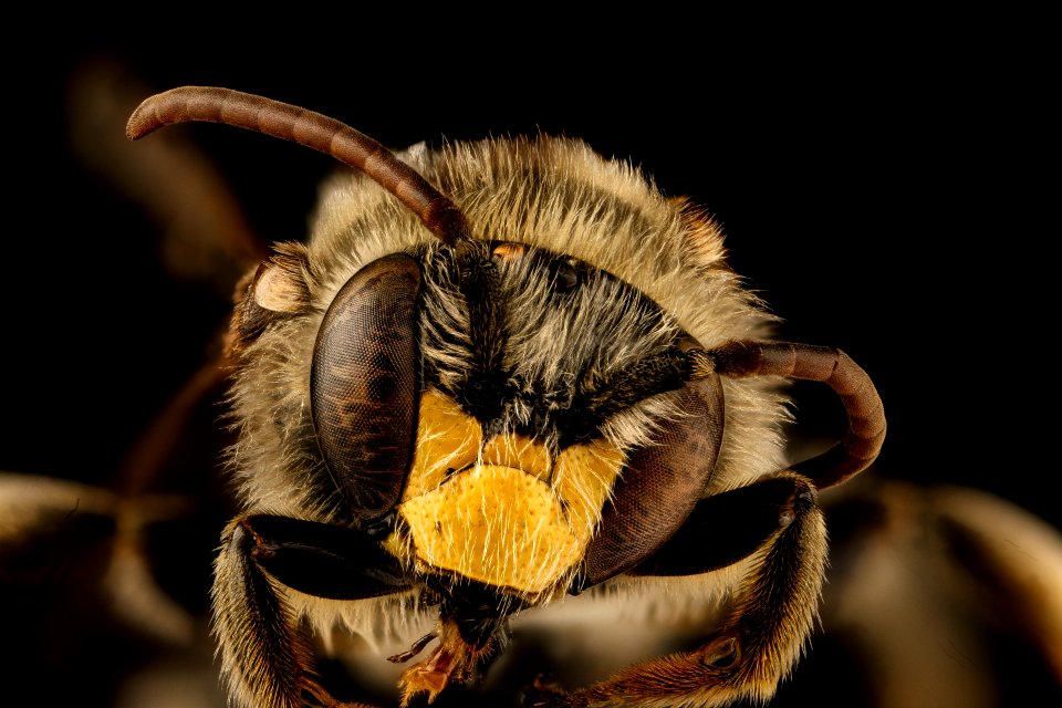 Macropis ciliata, head, m, nh, veit, powerline 2018-11-02-14.59.39 ZS PMax UDR
