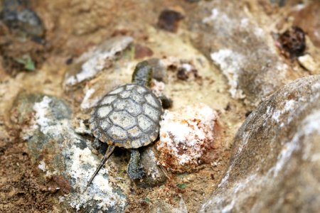 Turtle Release (2) photo