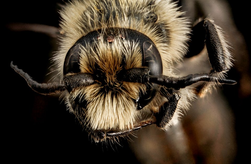 Hoplitis spoliata, male, face, NY, Franklin Co 2014-07-01-12.32.21 ZS PMax
