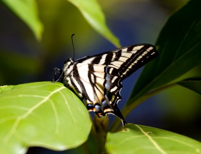 Western tiger swallowtail photo