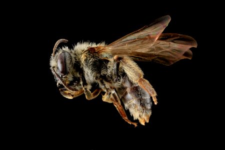 Andrena forbesii, Female, Side, Maryland 2013-05-31-18.02