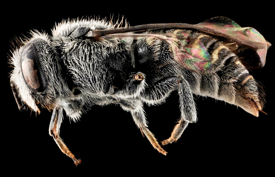 Stelis labiata, F, Side, NC, Moore County 2013-09-26-16.44.29 ZS PMax
