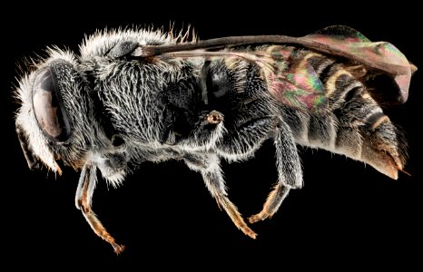 Stelis labiata, F, Side, NC, Moore County 2013-09-26-16.44.29 ZS PMax