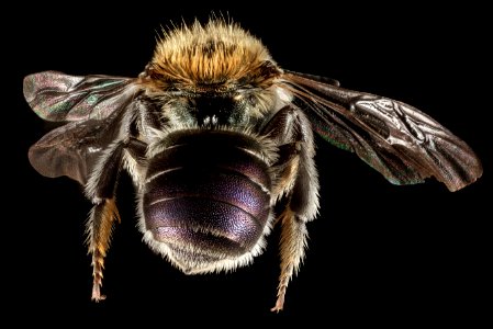 Osmia versicolor, F, Back, Greece, Aegean Islands, Lesvos, Mytilene 2015-02-19-16.14.13 ZS PMax