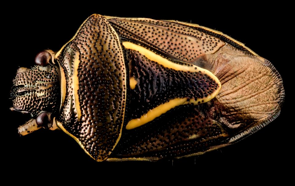 Mormidea lugens, U, Back, MD, PG County 2013-07-31-20.03.34 ZS PMax