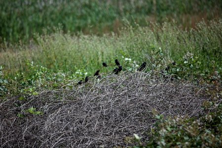 Blackbirds