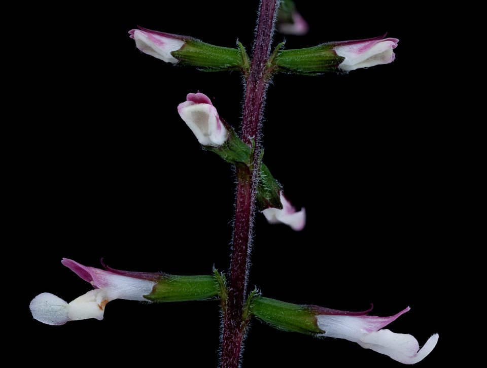 Phryma leptostachya, Lopseed, GFG, Howard County, Md, Helen Lowe Metzman 2019-10-23-21.04.41 ZS PMax UDR