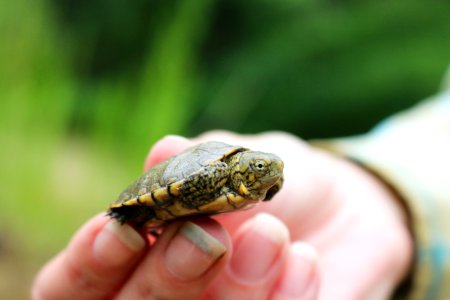 Juvenile Western Pond Turtle (4) photo