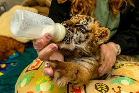 Rescued tiger cub Moka at San Diego Zoo Safari Park photo