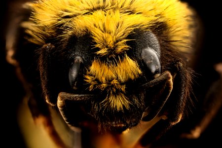 Bombus insularis, f, face, Yosemite, CA