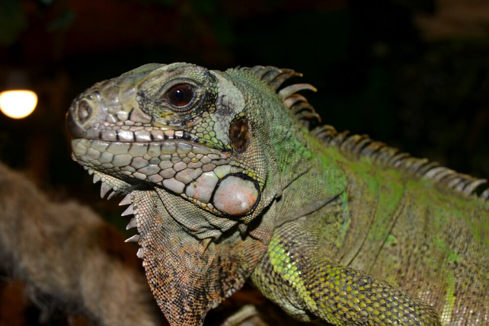 Lizard close up green