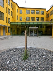 Kunskapens träd är dött
