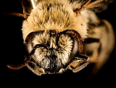 Colletes phaceliae, f, face, Pennington Co, South Dakota 2015-12-01-12.23