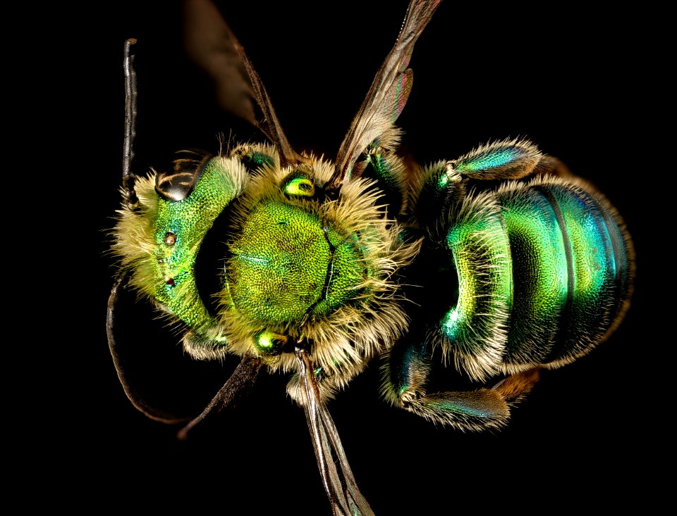 Osmia species, m, back, bright green, San Francisco, CA 2016-05-04-16.03