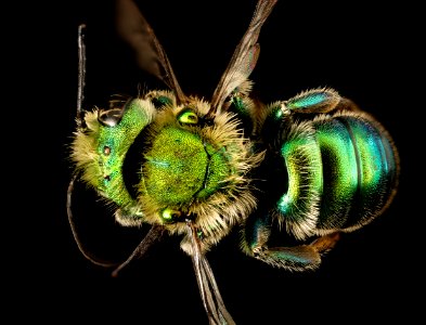 Osmia species, m, back, bright green, San Francisco, CA 2016-05-04-16.03