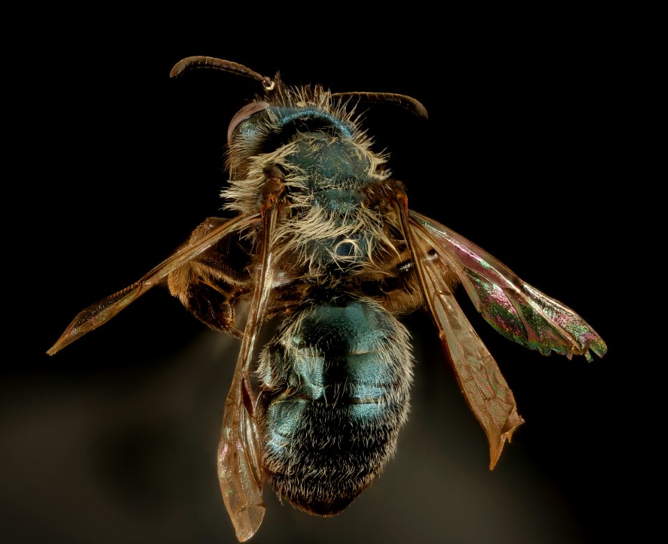 Andrena caerulea, f, back, Santa Barbara, CA 2016-08-12-16.30