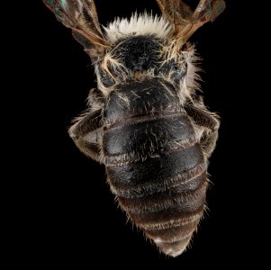 Colletes nigrifrons, male, back 2 2012-07-31-14.52.10 ZS PMax