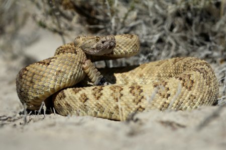 Great Basin Rattlesnake