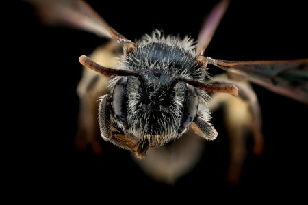 Andrena ziziae, f, face, Iowa 2020-02-17-15.03.22 ZS PMax UDR