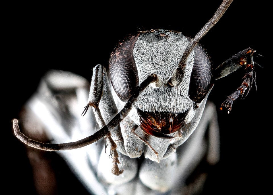 Spider wasp, face, Anne Arundel County 2012-09-26-15.36