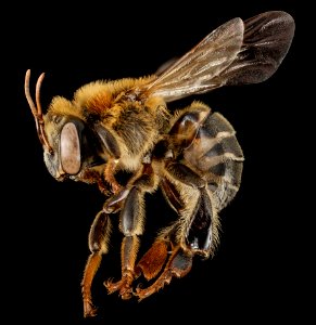 Stingless bee 3, f, side, peru 2014-07-30-13.17.15 ZS PMax