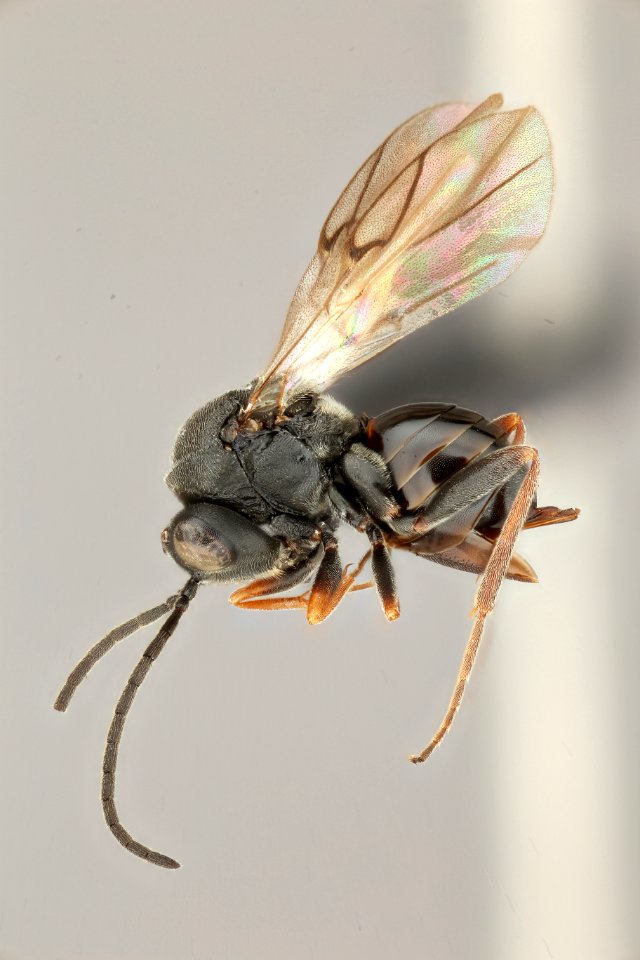 Parnips nigripes, usda, matt buffington