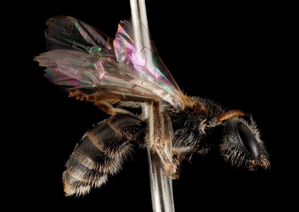 Lasioglossum pulveris, F, Side, WY, Lincoln County 2014-07-15-16.55
