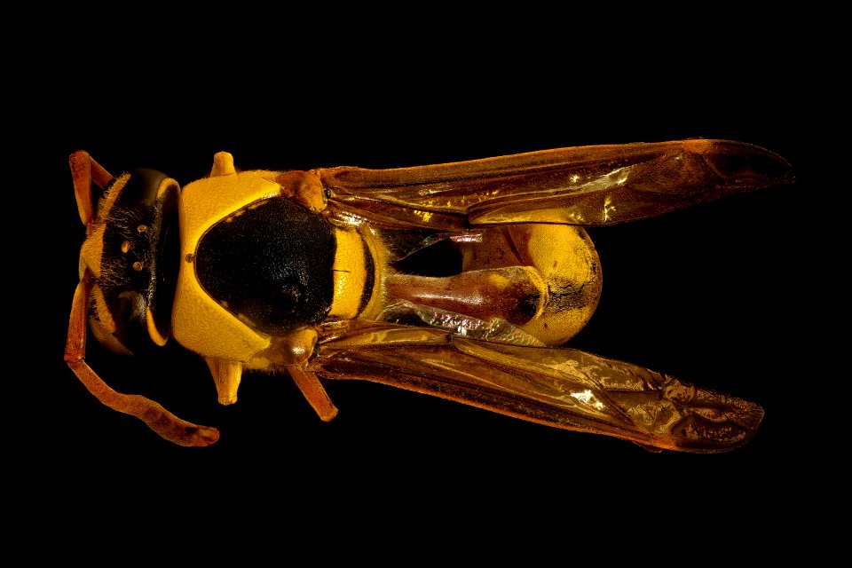 Yellow wasp, m, back, Kruger National Park, South Africa Mpumalanga 2018-11-20-12.22.13 ZS PMax UDR