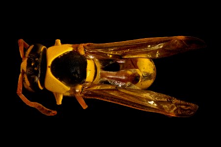 Yellow wasp, m, back, Kruger National Park, South Africa Mpumalanga 2018-11-20-12.22.13 ZS PMax UDR photo