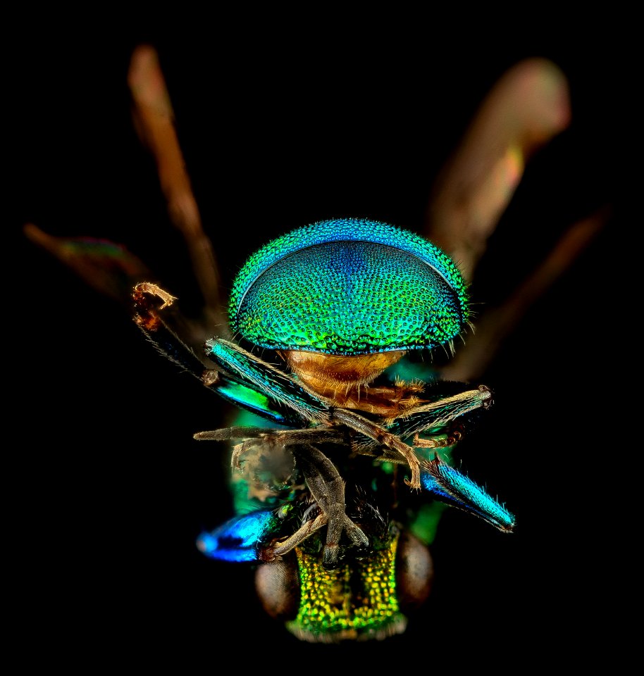 Hedychridium dimidiatum, U, Back1, MD, Baltimore County 2014-03-18-13.35.31 ZS PMax