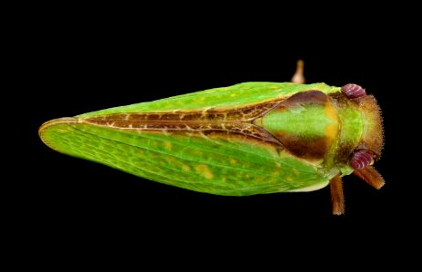 Planthopper, back, MAGELV 2020-08-12-18.18.26 ZS PMax UDR